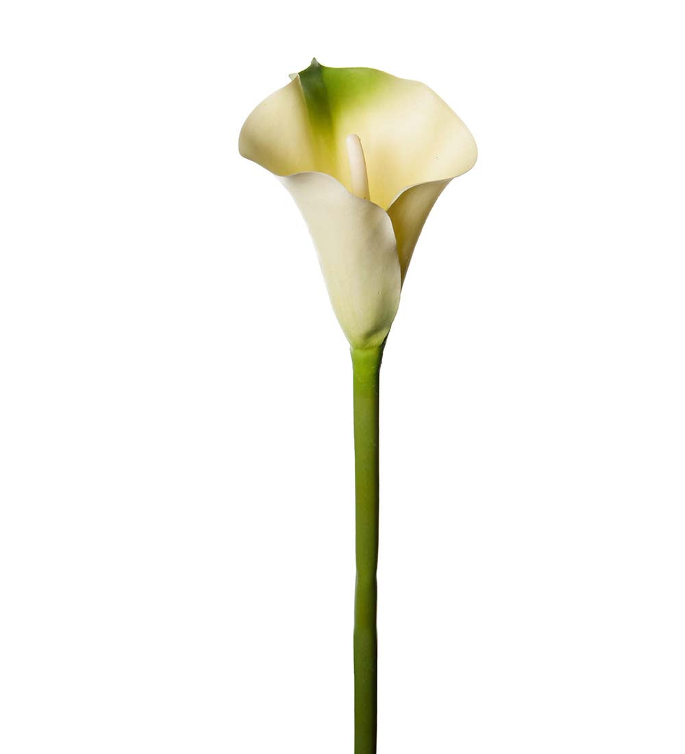 Mr Plant Calla 80cm