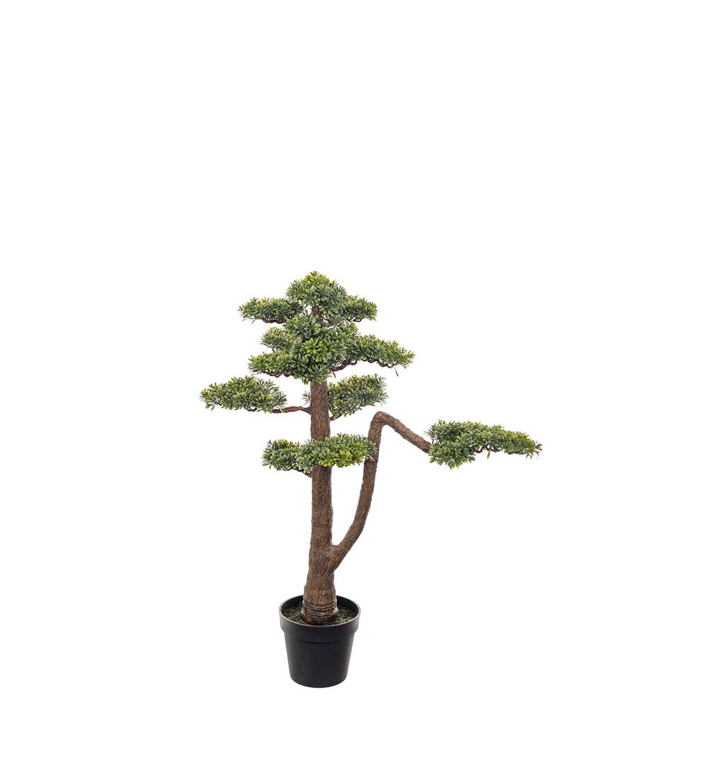 Mr Plant Bonsai