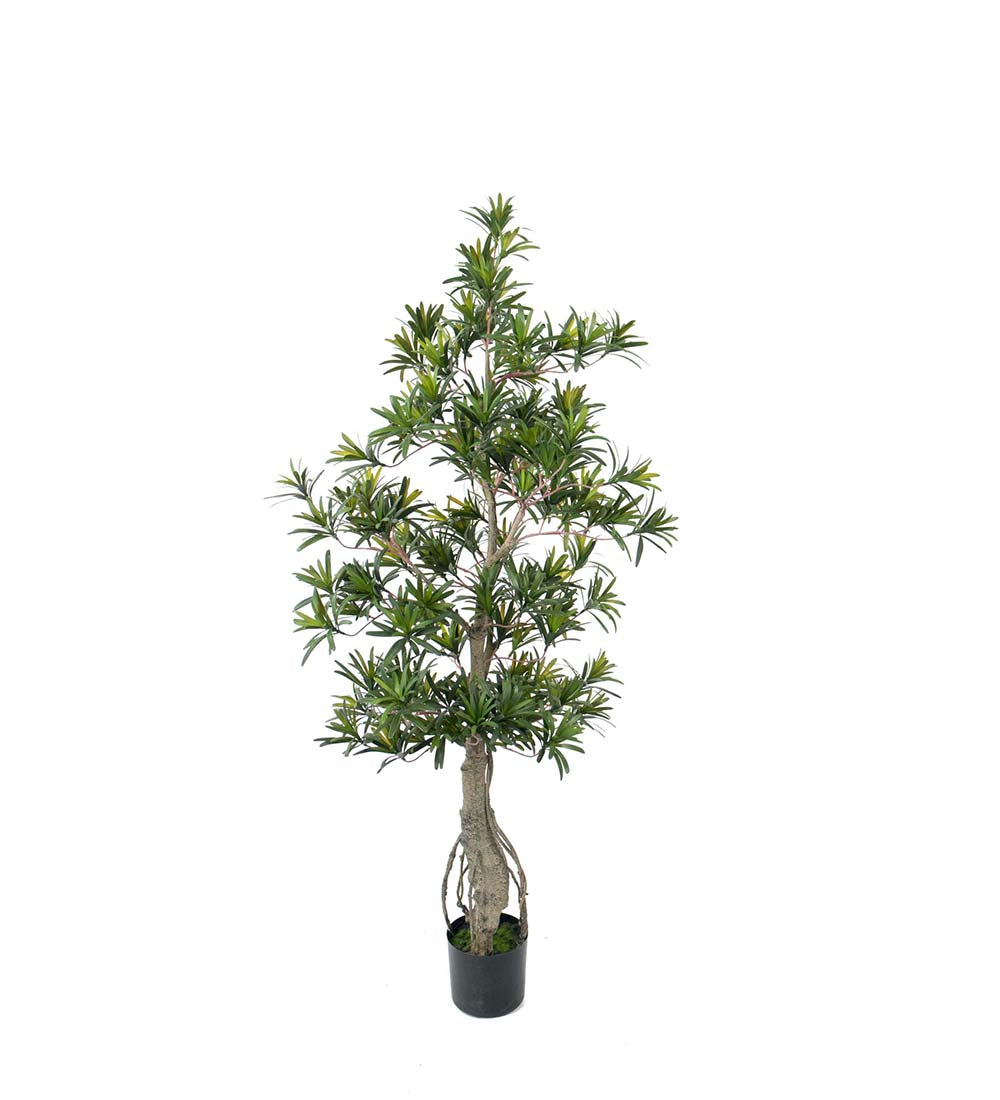 Mr plant Podocarpus