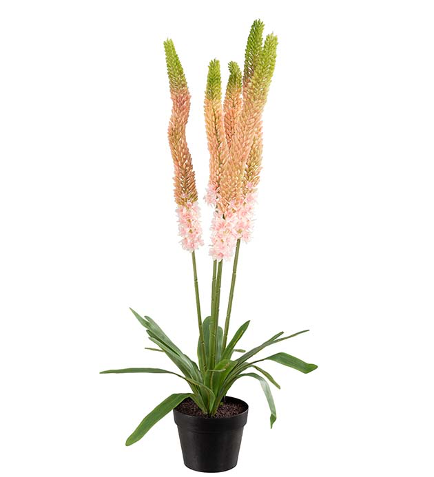 Mr plant Stäpplilja