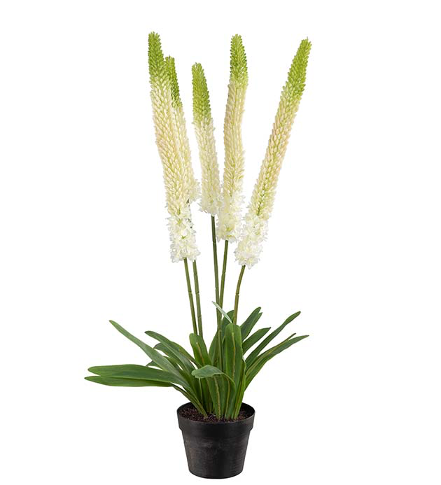 Mr plant Stäpplilja