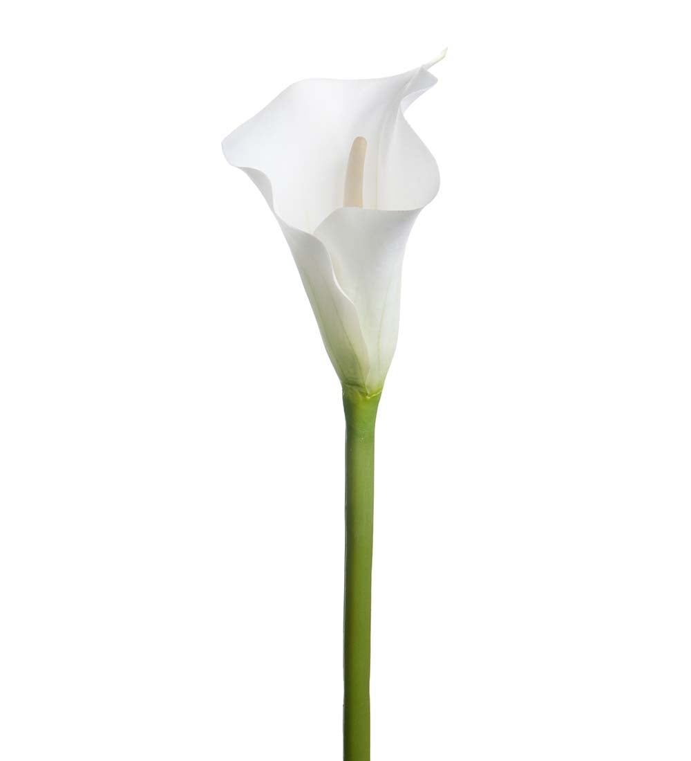 Mr Plant Calla 80cm