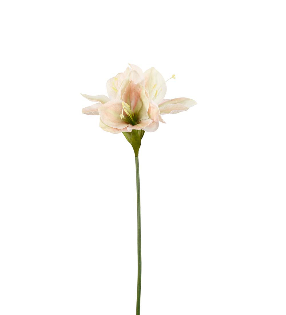 Mr plant Amaryllis