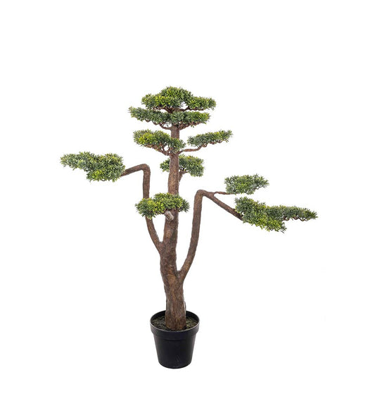 Mr Plant Bonsai