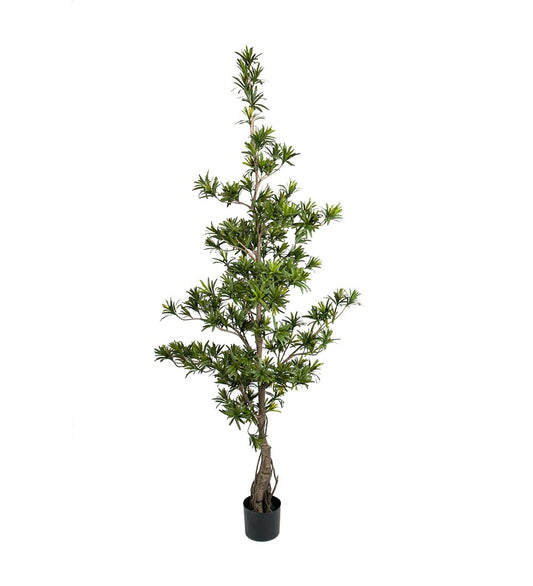 Mr plant Podocarpus